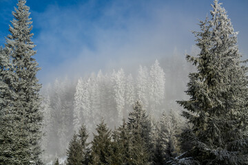 beautiful winter day on the mountains with fog, sun and hoarfrost on the trees
