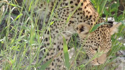 leopard in the grass