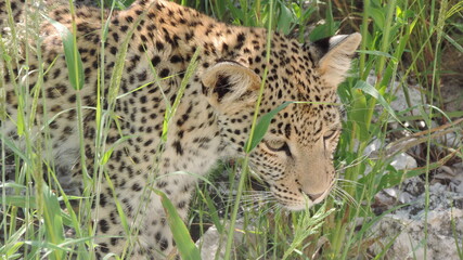 leopard in the grass
