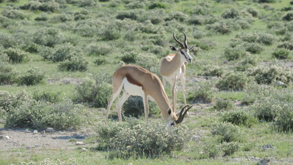 impala in the savannah