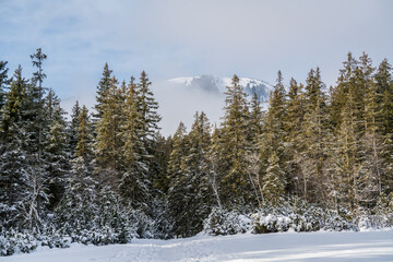 beautiful winter day on the mountains with fog, sun and hoarfrost on the trees