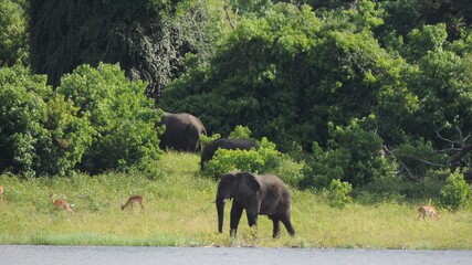 elephants in the wild