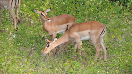 impala in the wild