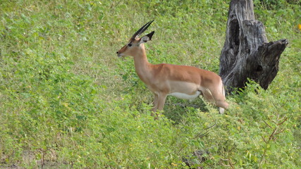 impala in the wild