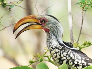 A close-up shot of a yellow-billed hornbill bird in a tree in Namibia, Etosha National Park.