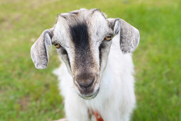 Goat. Portrait of a goat on a farm in the village. Beautiful goat posing.