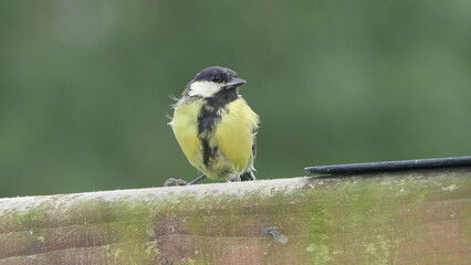 Obraz na płótnie Canvas Great Tit feeding from a bird table in UK