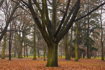 Park Zachodni we Wrocławiu. © boguslavus