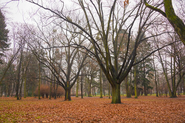 Fototapeta premium Park Zachodni we Wrocławiu.