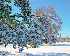 Snow covered tree in October 