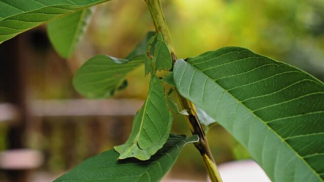 green Phylliidae sticking under a leaf and well camouflaged and themes towards the stem on a tropical forest