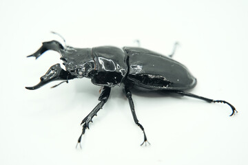 stag beetle