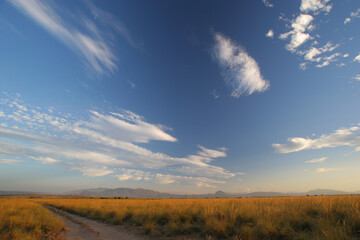 Fototapeta na wymiar Camino atravesando una llanura cubierta de esparto y cielo con algunas nubes medias (altocúmulos) al atardecer. Cieza (Murcia).