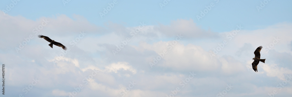 Wall mural widescreen defocused sky background with flying falcons. selective focus