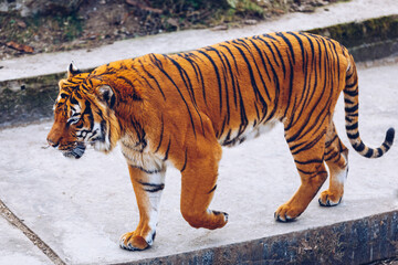 Fototapeta na wymiar Sumatran tiger (Panthera tigris sumatrae) in Prague zoo. Tiger at the Prague Zoo. Portrait of tiger. Prague Zoo, Czech Republic
