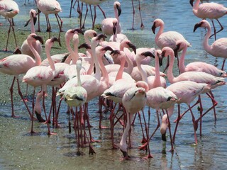 A wide shot of a flock of pink-colored greater flamingos at the lagoon of Walvis Bay, Namibia