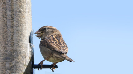 House Sparrow feeding from bird table with blue background copy text