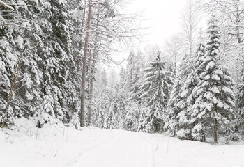 Winter landscape with frozen trees and snowy path in a forest