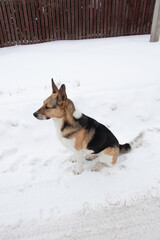 german shepherd dog
