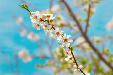 Cherry  plum blossoms. Cherry  plum on a blurred background in sunny weather