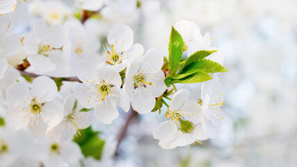 Obraz premium Cherry flowers close up on a light background. Cherry blossoms