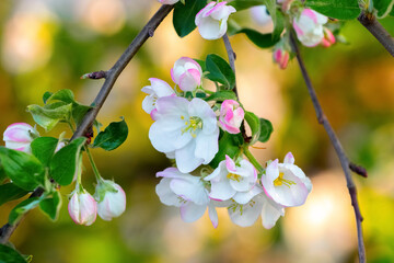 Apple blossoms. Flowers and buds of apple trees close up on a blurred background