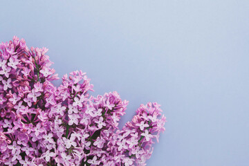 spring background mock up blue color, lilac flowers, place for text 