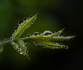 a close-up with drops of water on a twig with green leaves