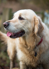 Female Golden Retriever On A Walk In The Oxfordshire Countryside