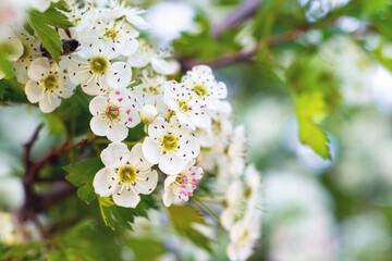 Hawthorn blossoms. White hawthorn flowers on a blurred background