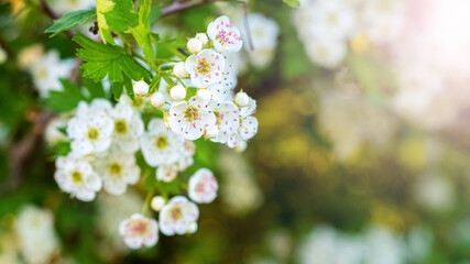 White hawthorn flowers on a blurred background. Spring background - obrazy, fototapety, plakaty