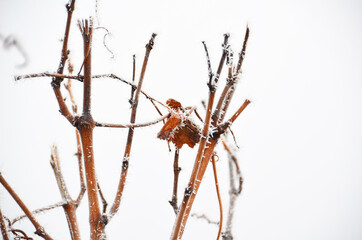 Vine In Winter