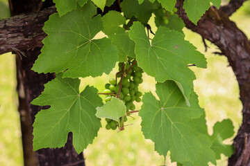 A beautiful vine with grapes at the beginning of growth.