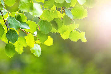 Fototapeta na wymiar Aspen branch with delicate green leaves, summer background