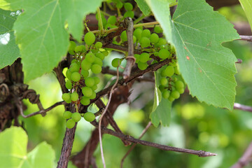 A beautiful vine with grapes at the beginning of growth.