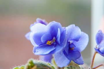 Houseplants, violet flower. Delicate flower close-up. © Tatiana Nurieva
