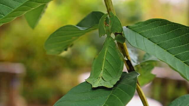 green Phylliidae sticking under a leaf and well camouflaged and themes towards the stem on a tropical forest