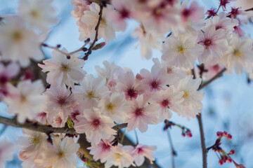 ah le printemps 