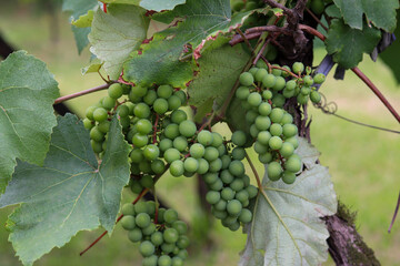 A beautiful vine with grapes at the beginning of growth.