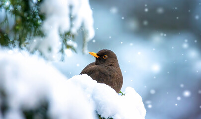 Eurasian Blackbird on bush with snow in winter.