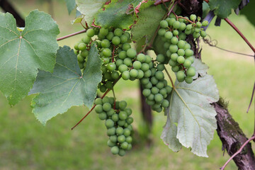 A beautiful vine with grapes at the beginning of growth.