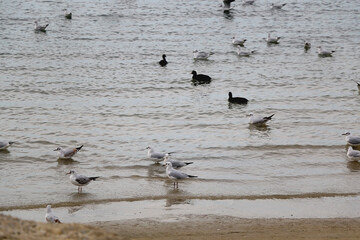 Flock of seagulls on the beach. Selective focus.