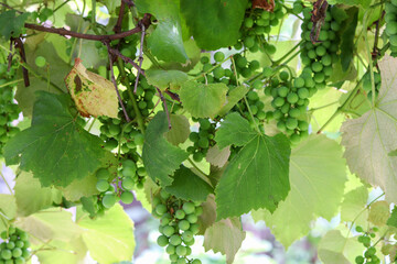 A beautiful vine with grapes at the beginning of growth.