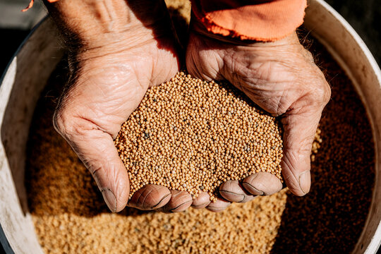 tiny mustard seeds in the farmer's hand.