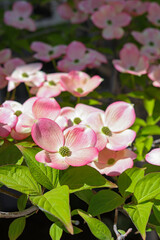 Pink dogwood tree blossoms in bloom