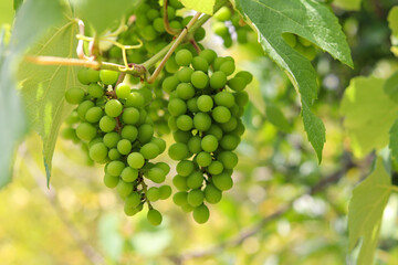 A beautiful vine with grapes at the beginning of growth.