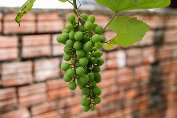 A beautiful vine with grapes at the beginning of growth.
