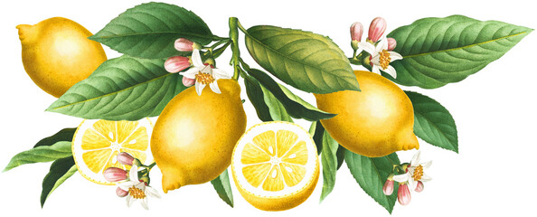 Obraz premium Yellow citrus seamless border arrangement with lemon fruits, blossoms and green leaves