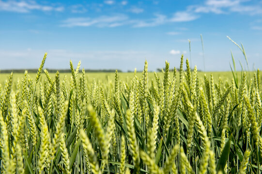 green wheat field