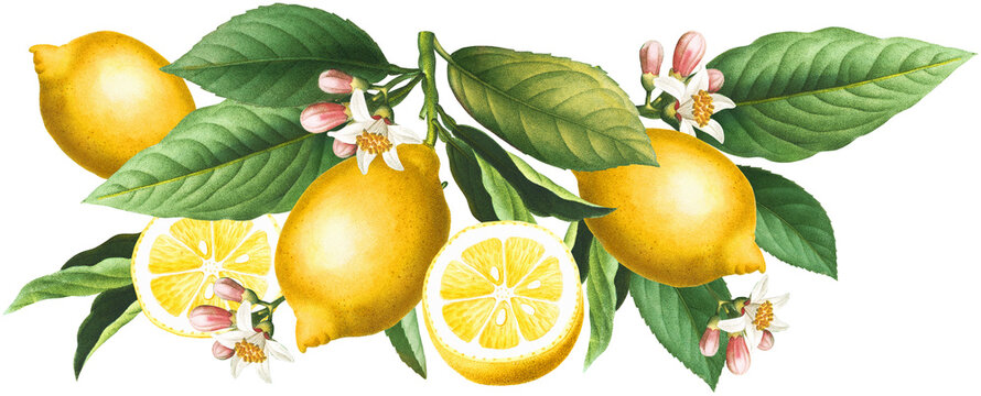 Yellow citrus seamless border arrangement with lemon fruits, blossoms and green leaves